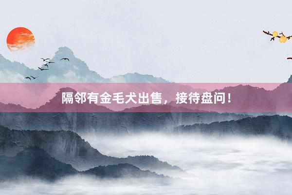 隔邻有金毛犬出售，接待盘问！